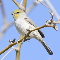 Verdin